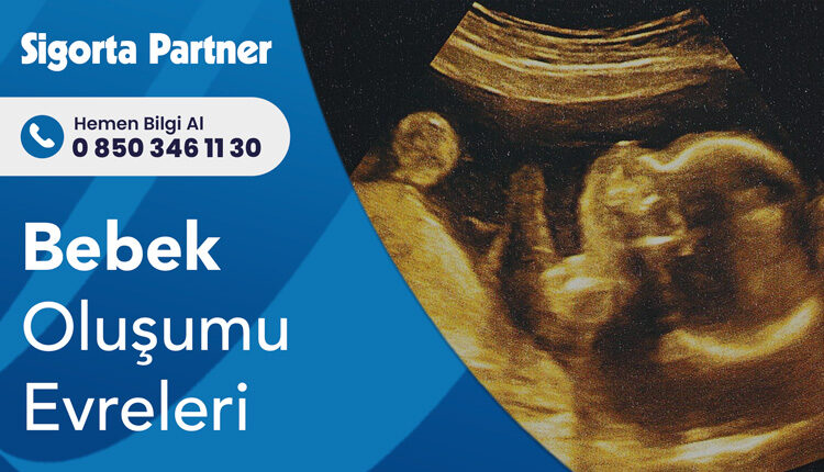Bebek Oluşumu Evreleri