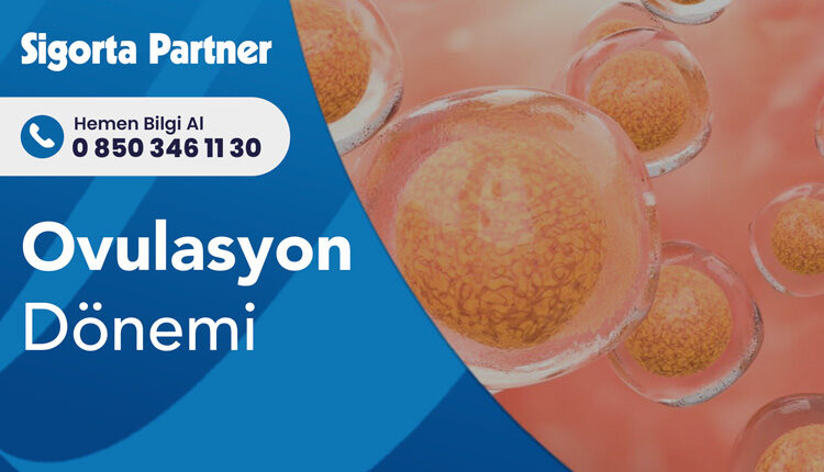 Ovulasyon Dönemi